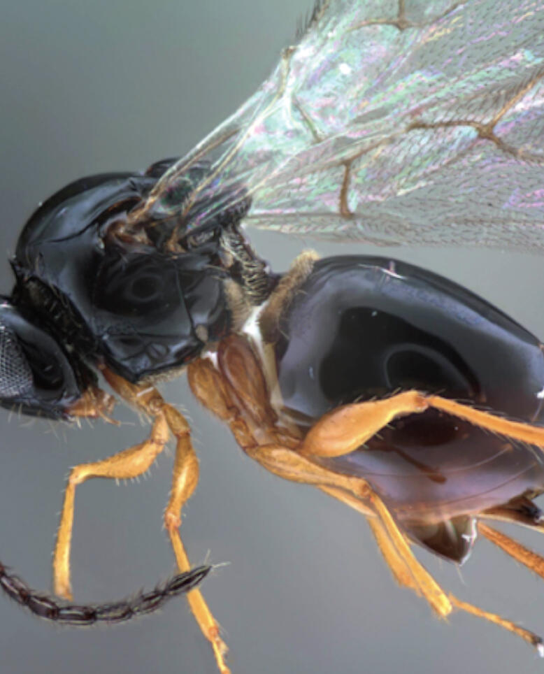 Spotted wing drosophila (SWD) has been wreaking havoc on US berry production for over a decade now.