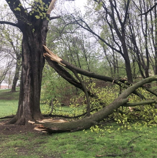 The summer of 2025 has already been a wild ride—from unseasonal cold snaps to blistering heat and powerful storms. If your yard took a hit, don’t worry. Here’s a simple, safe plan to get your yard and garden back on track.