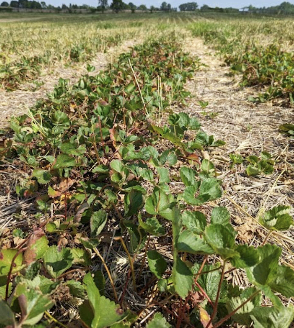 This update discusses: how climate change is impacting berry production; mid-season apple pests; and last call for grape nitrogen applications.