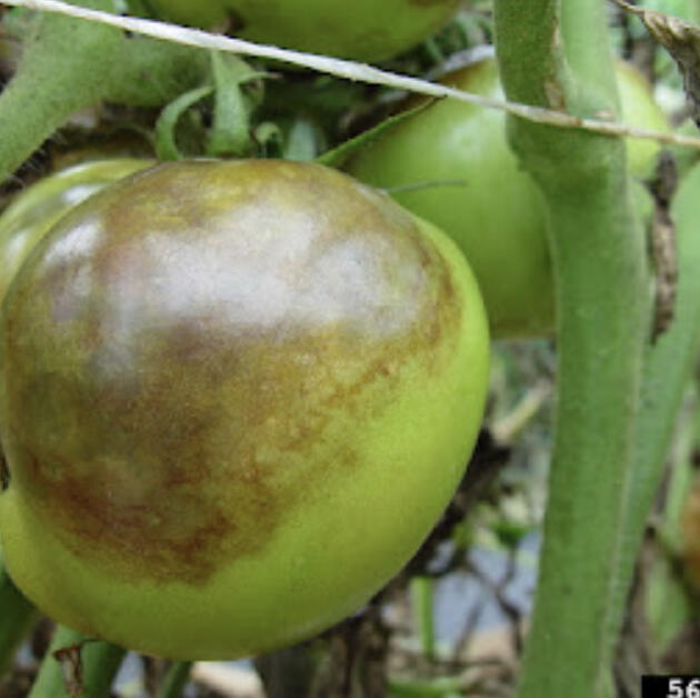 Growers are bringing a gorgeous variety of vegetables to markets and CSA boxes around the state.