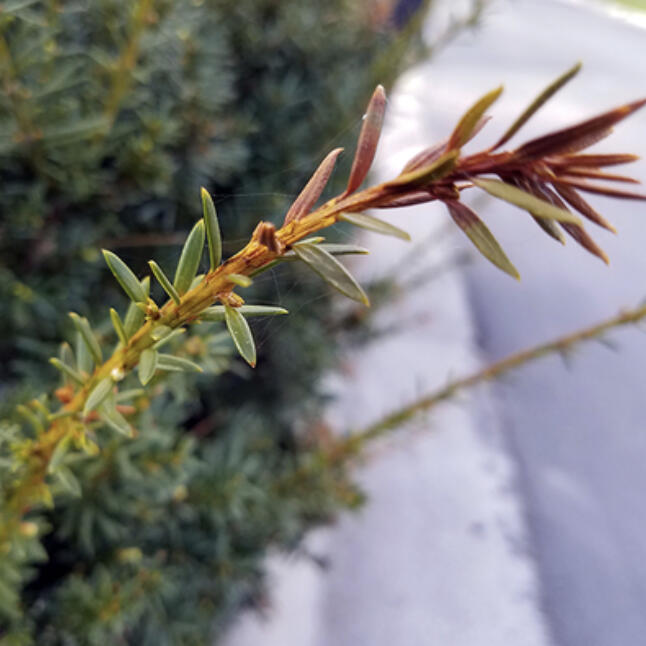 Dry soil and wide temperature swings, such as we had this past winter, can be hard on all plants. We may see more obvious damage on evergreens, particularly in the form of burning, browning and bleaching.