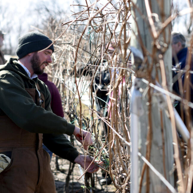 Proper pruning now sets the stage for healthier plants and better fruit and flower production later. Done right, it’s one of the most rewarding winter tasks for Minnesota gardeners.