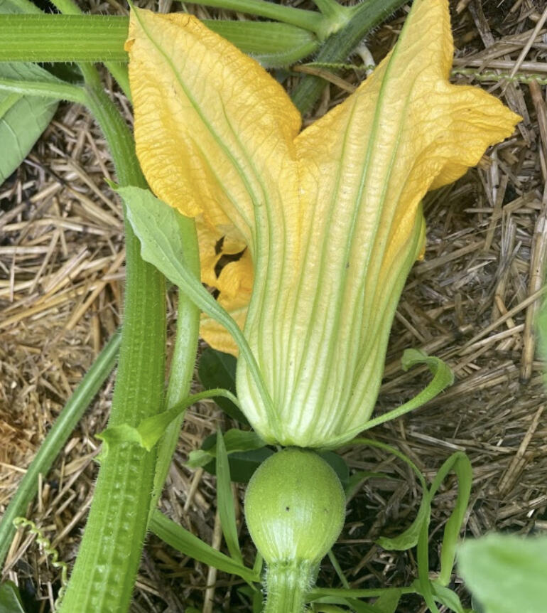 We are entering a new phase of the season where warmer season crops are starting to mature.