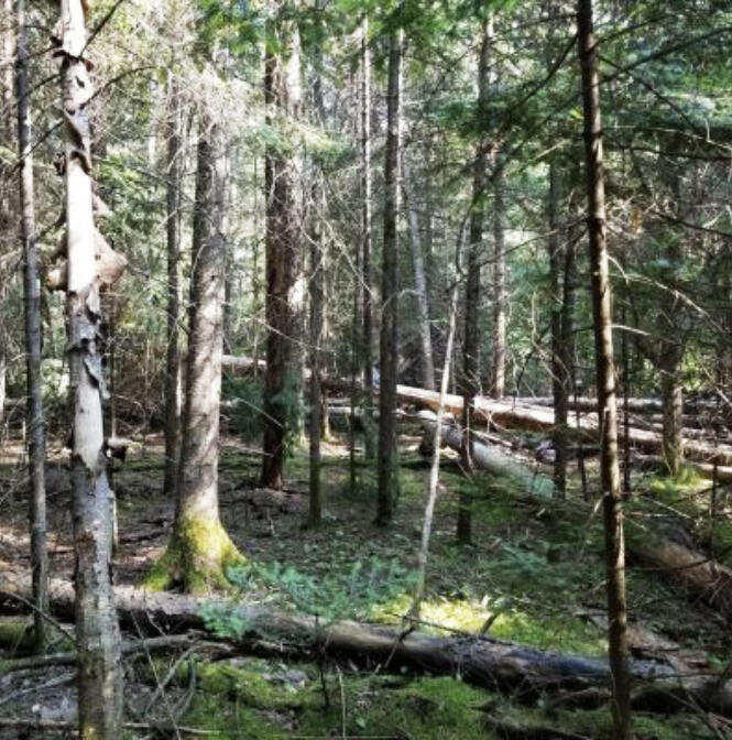 Voluntary forest carbon markets are a growing opportunity for Minnesota woodland owners.