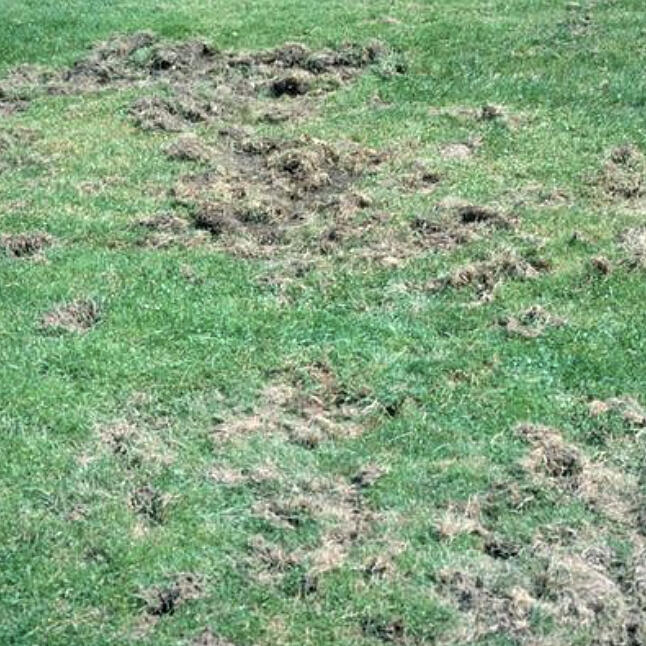 Hungry animals are just a symptom of your dug-up lawn’s actual problem: white grubs.