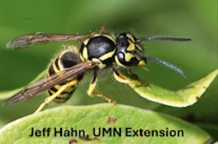 Grape grown in Minnesota generally deal with fewer types of insect pests than apple production.