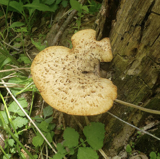 Minnesota has an abundance of resources hidden in plain sight. Here are only a few examples of what you can forage in our natural spaces.