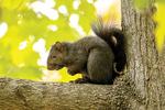 The melanistic, or black squirrels, are exactly the same species as the gray squirrels, but the black ones have a variant form of a specific gene which produces more dark pigment. In other words, they have a rogue gene that causes them to have black pigment in their hair.  (Photo by Stan Tekiela)